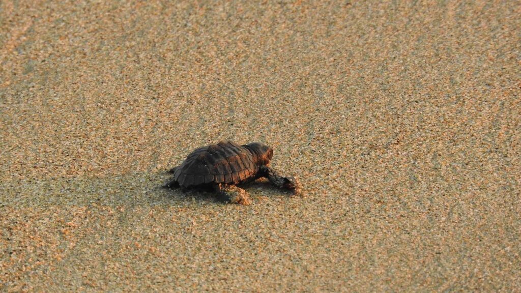 Tortue à lara bay plage